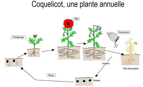 coquelicot